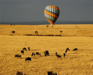 Feature Image Maasai Mara