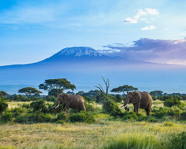 Amboseli Park Feature Image