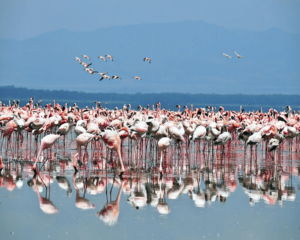 Lake Nakuru Feature Img
