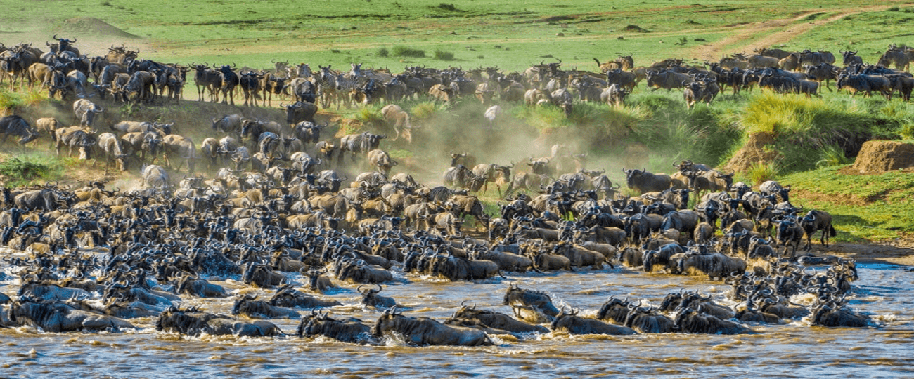 Wildebeest Migration Maasai mara